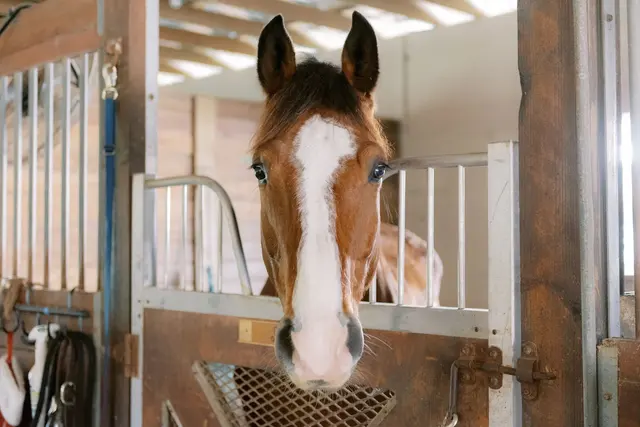 Kings Stables — photo from the business 6