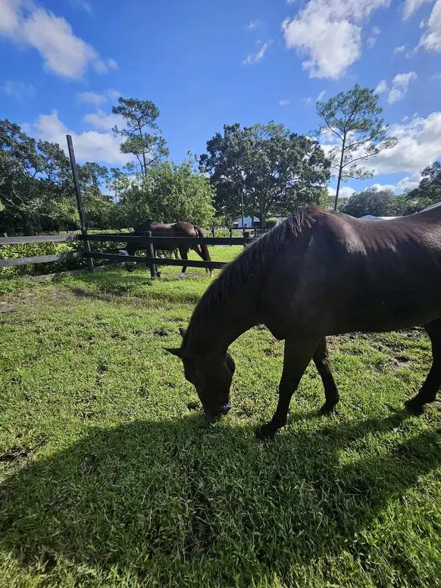 Kings Stables — customer photo 11