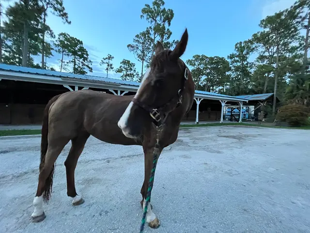 Casperey Stables — customer photo 7