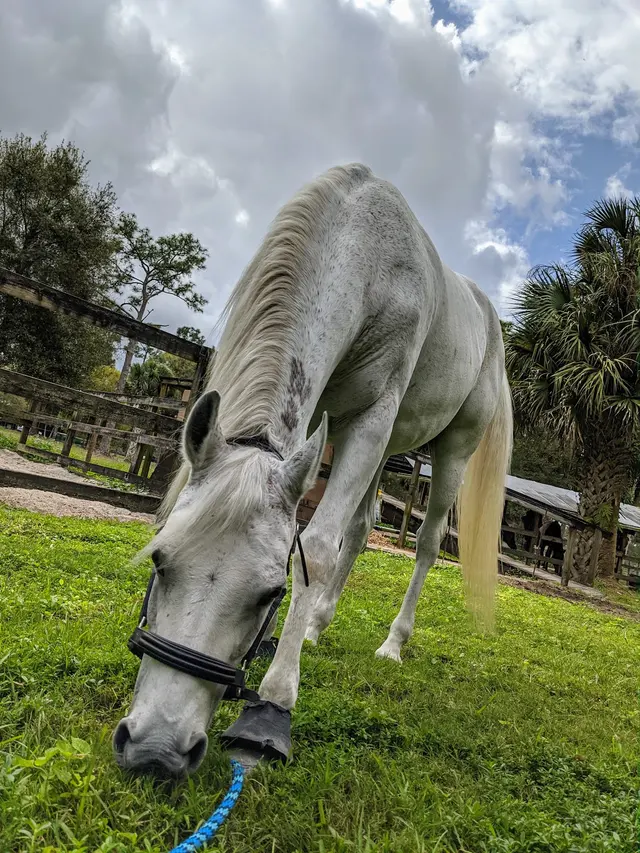 Casperey Stables — customer photo 8