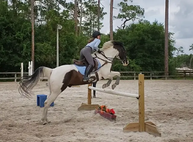Casperey Stables — customer photo 6