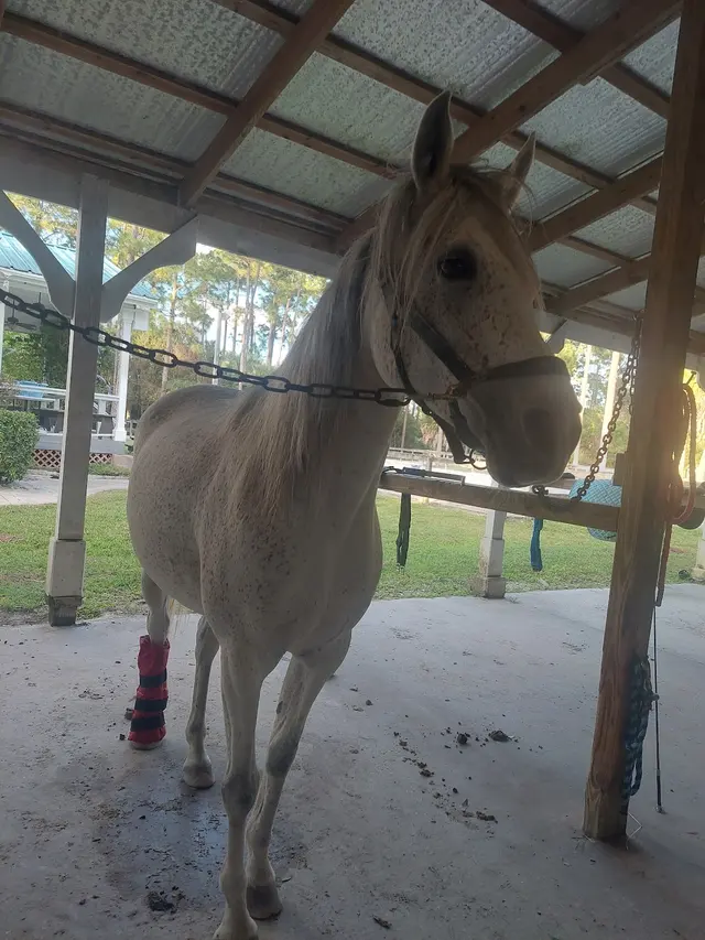 Casperey Stables — customer photo 4