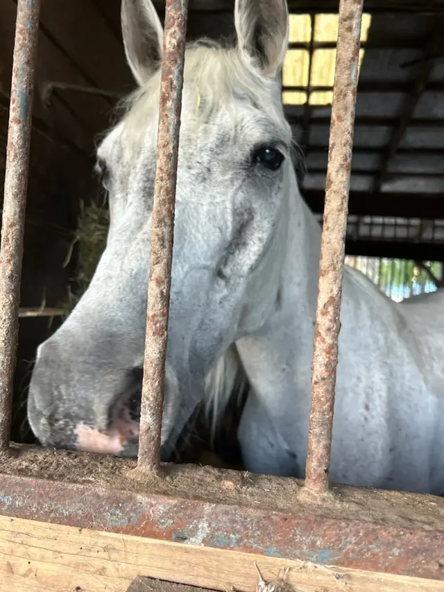 Casperey Stables — customer photo 10
