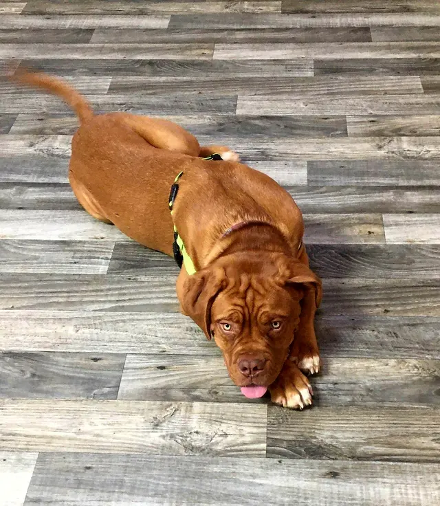 Southern Oregon Dog Training — photo from the business 5