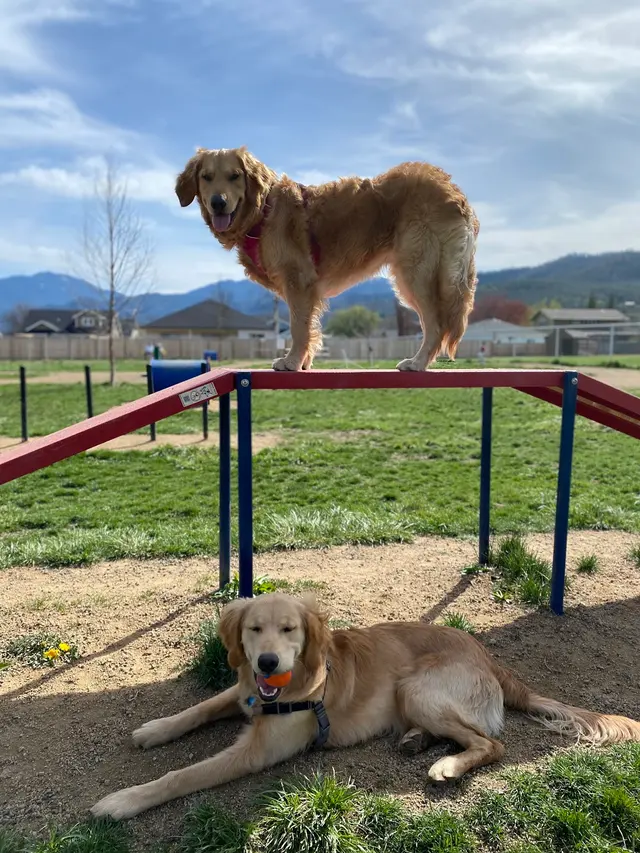 Southern Oregon Dog Training — customer photo 10
