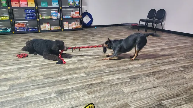 Southern Oregon Dog Training — customer photo 3