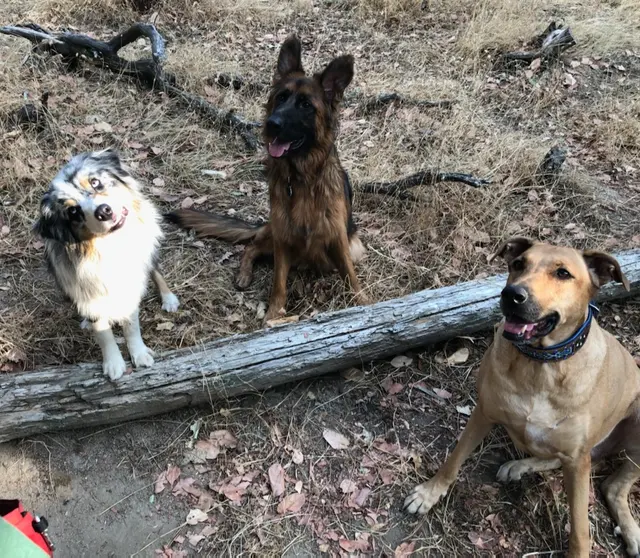 Southern Oregon Dog Training — photo from the business 8