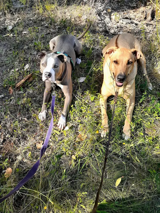 Southern Oregon Dog Training — photo from the business 4