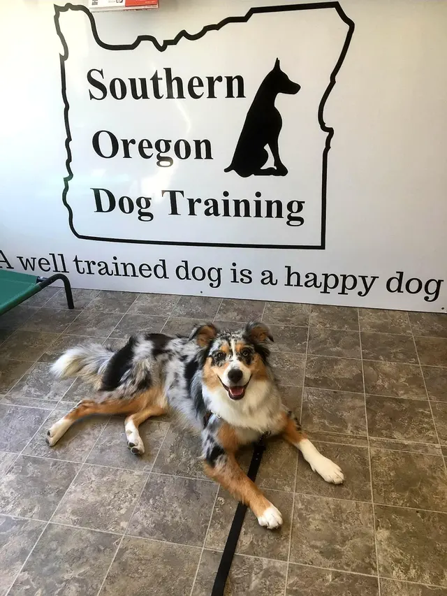 Southern Oregon Dog Training — photo from the business 12