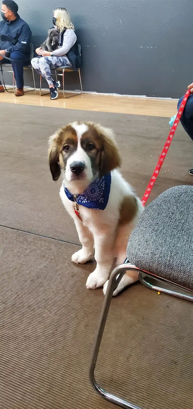 Prodogz Professional Dog Training — photo from the business 7