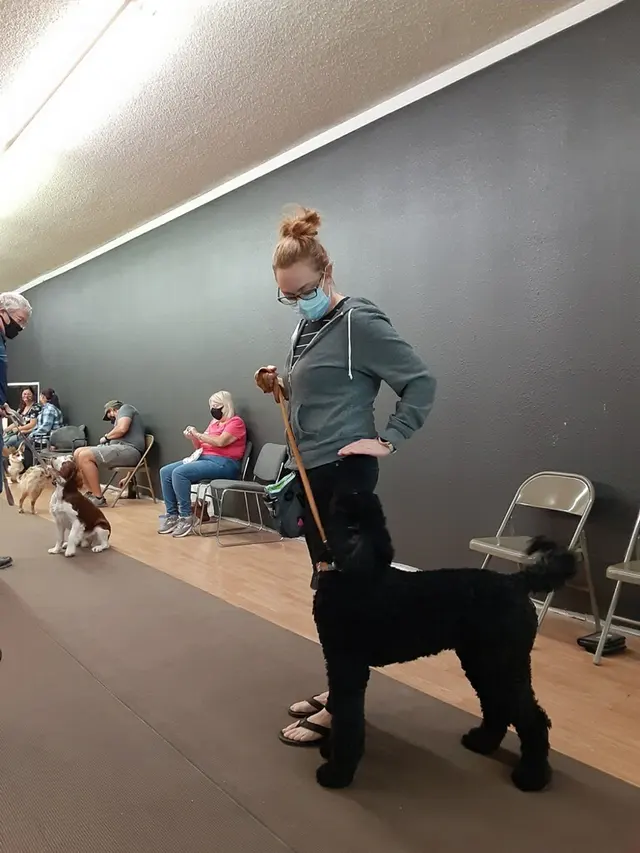 Prodogz Professional Dog Training — photo from the business 6