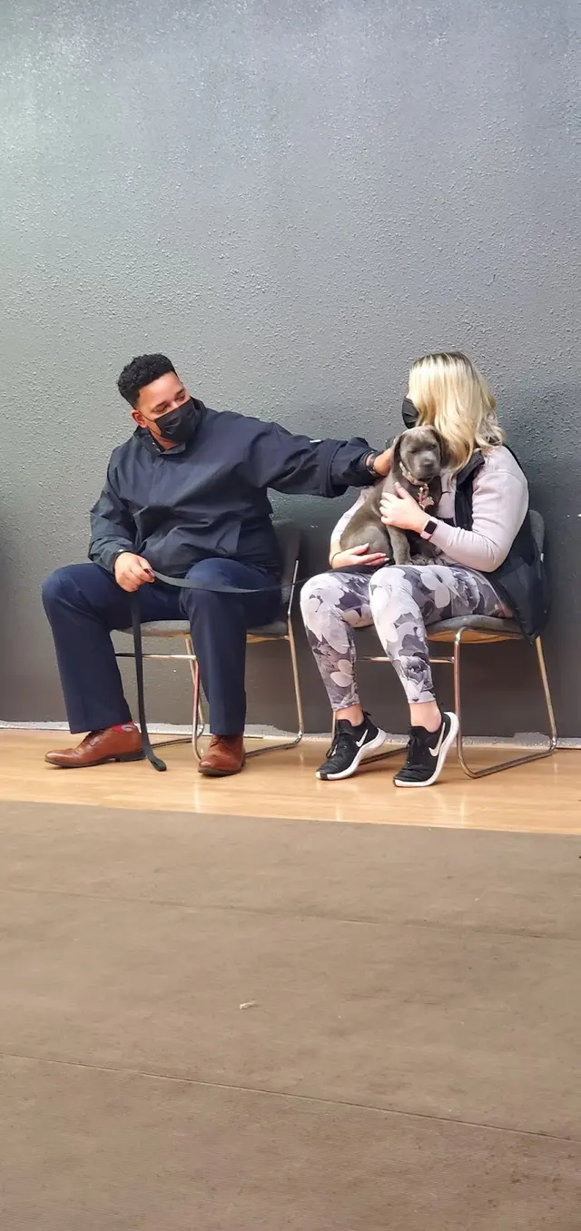 Prodogz Professional Dog Training — photo from the business 11
