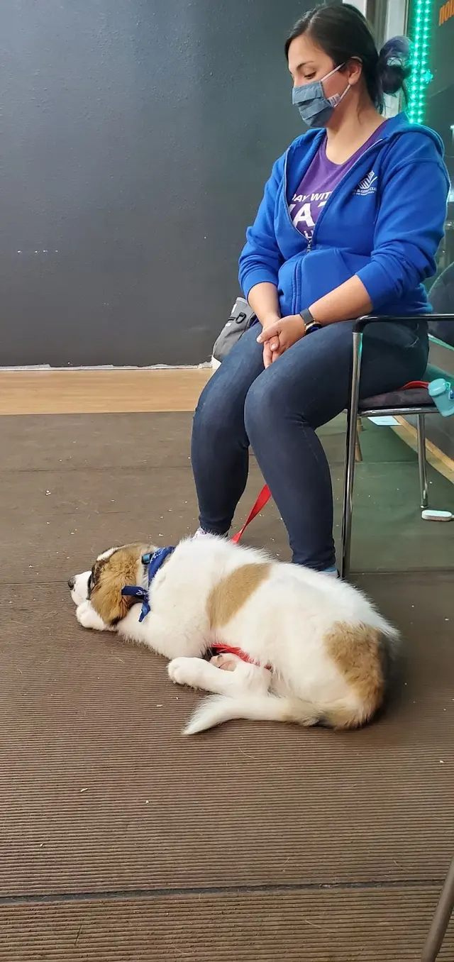 Prodogz Professional Dog Training — photo from the business 5