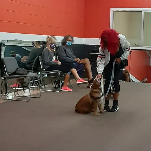 Prodogz Professional Dog Training — photo from the business 4