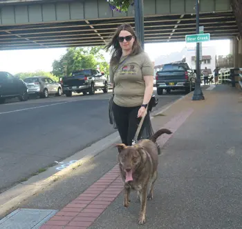 Prodogz Professional Dog Training — photo from the business 12
