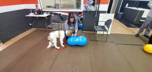 Prodogz Professional Dog Training — photo from the business 10