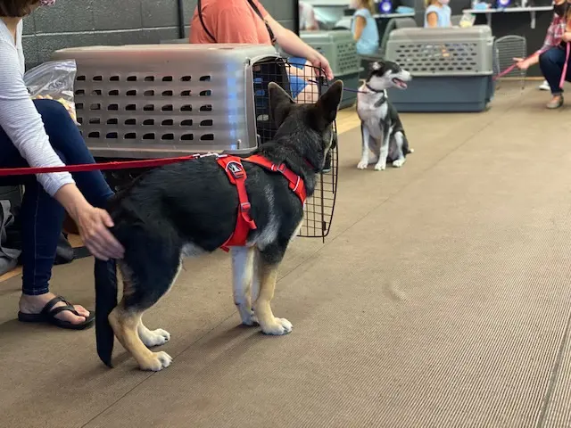 Prodogz Professional Dog Training — photo from the business 9