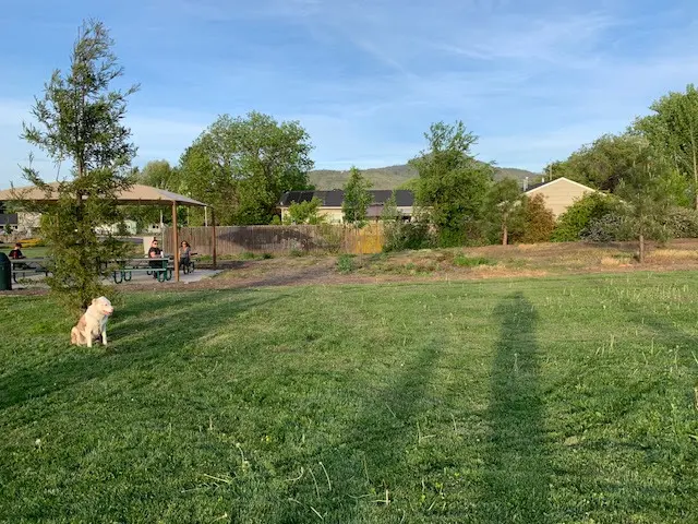 Prodogz Professional Dog Training — photo from the business 3