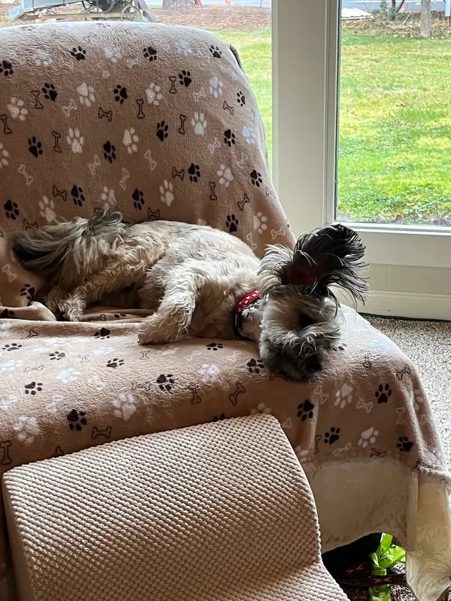 Manners For Your Mutts Dog Training — customer photo 8