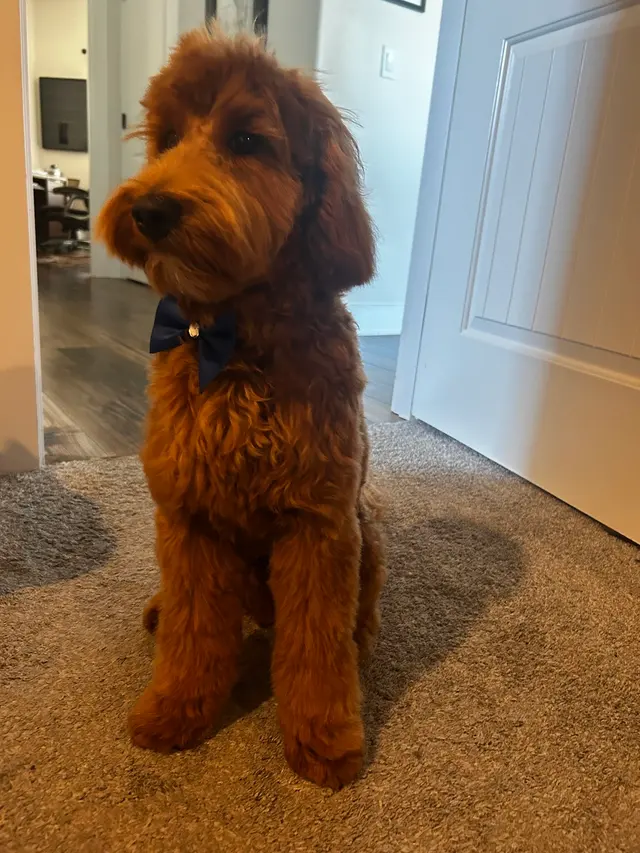 Manners For Your Mutts Dog Training — customer photo 7