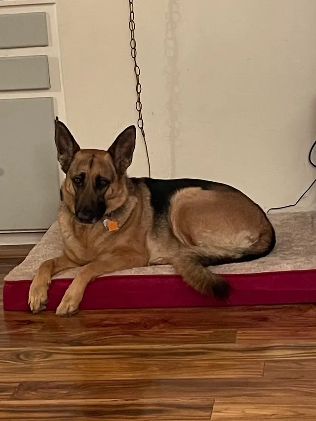 Manners For Your Mutts Dog Training — customer photo 9