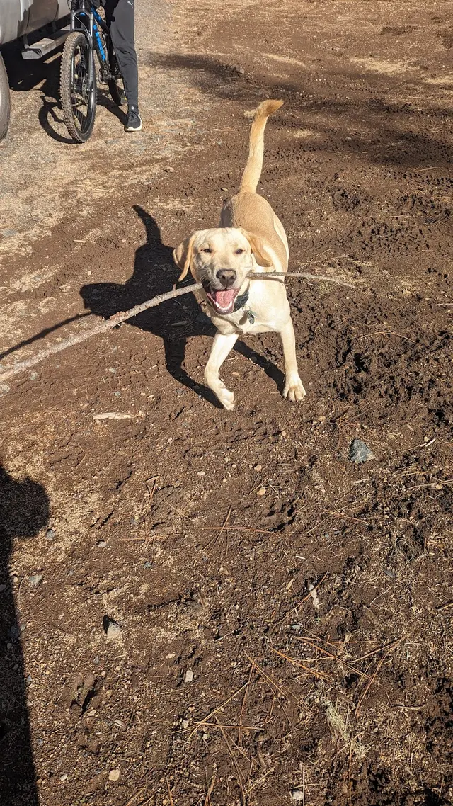 Manners For Your Mutts Dog Training — customer photo 12