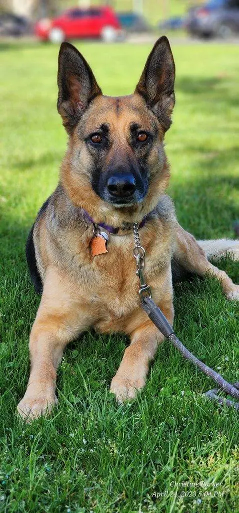 Manners For Your Mutts Dog Training — customer photo 6