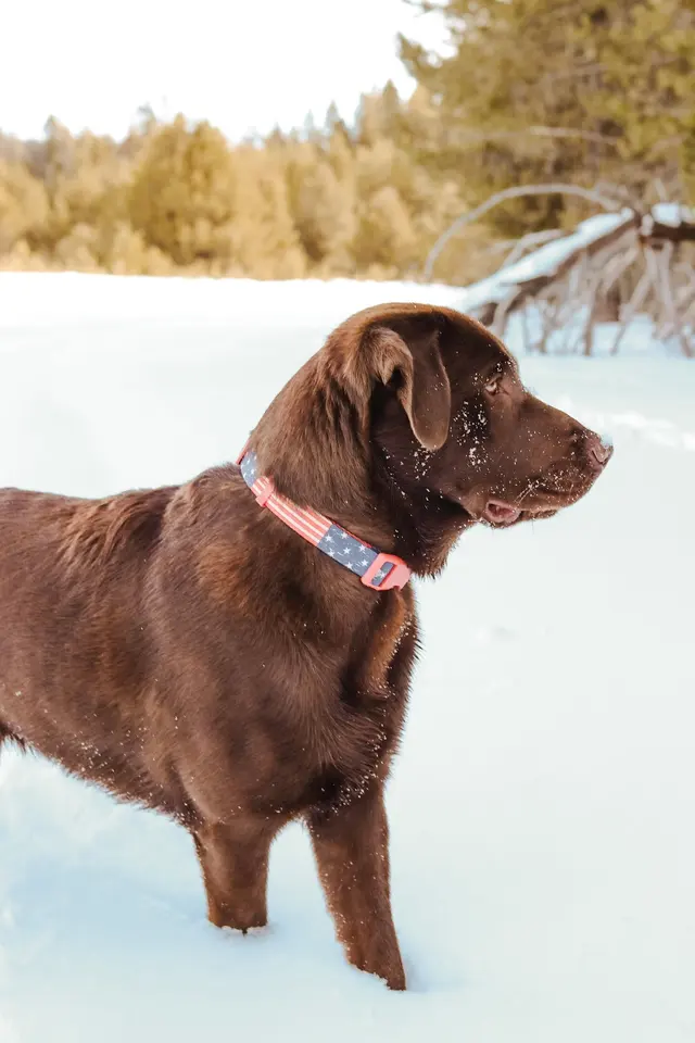 Manners For Your Mutts Dog Training — customer photo 11