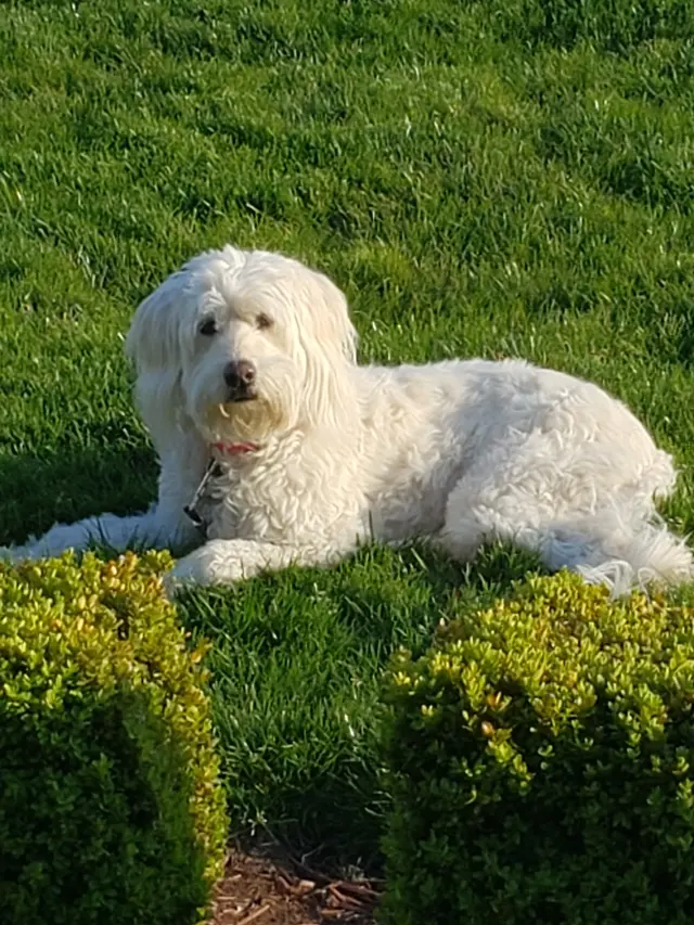 Manners For Your Mutts Dog Training — customer photo 10