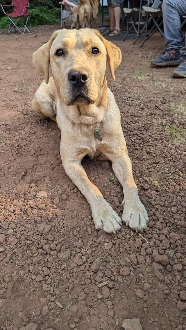 Manners For Your Mutts Dog Training — customer photo 4