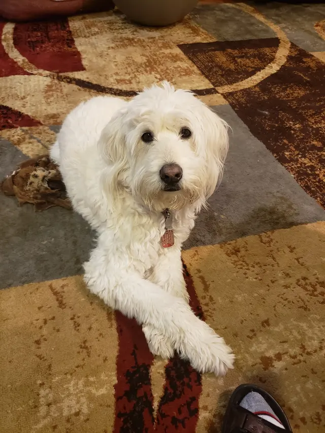 Manners For Your Mutts Dog Training — customer photo 2