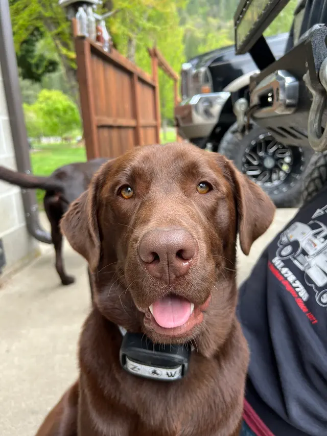 Manners For Your Mutts Dog Training — customer photo 3