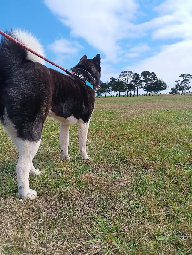 Customer photo of work by Manners For Your Mutts Dog Training, from Jenny S.'s review