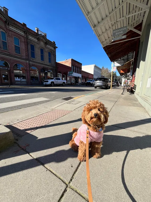 Companion Canine Dog Training — photo from the business 12