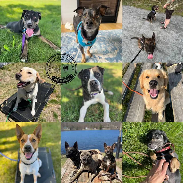 Companion Canine Dog Training — photo from the business 9