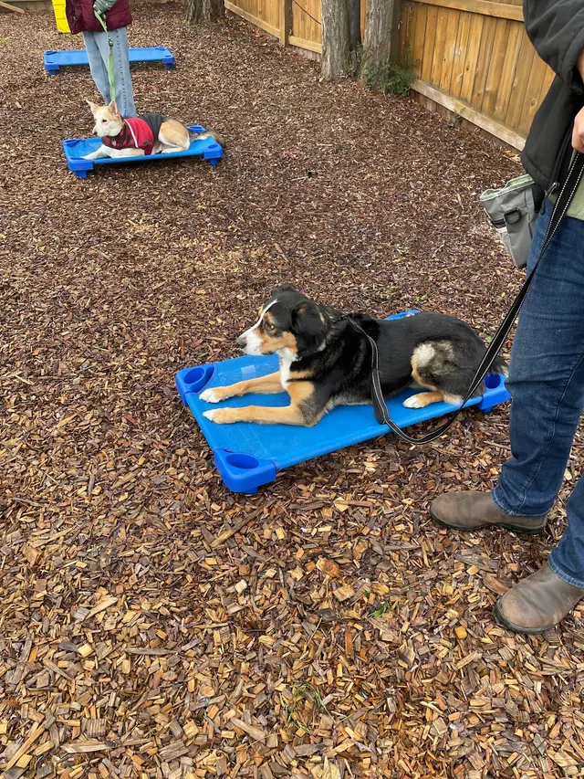 Customer photo of work by Companion Canine Dog Training, from Sarah Wahl's review