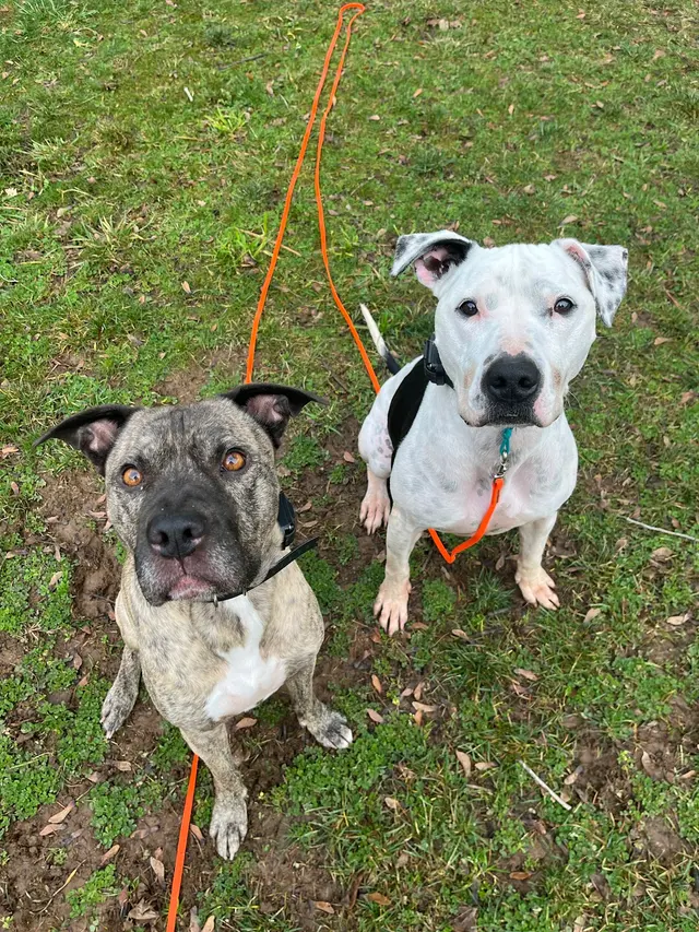 Companion Canine Dog Training — photo from the business 4