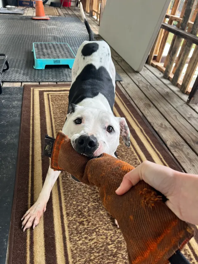 Companion Canine Dog Training — photo from the business 8