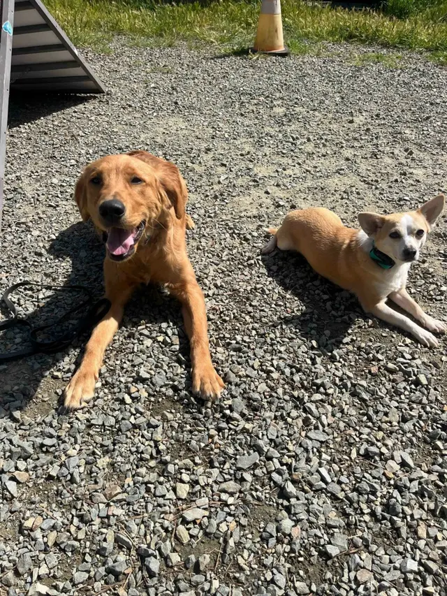 Customer photo of work by Companion Canine Dog Training, from Gina Fericks's review