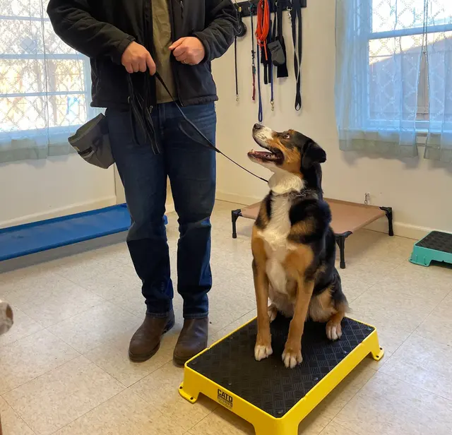 Companion Canine Dog Training — customer photo 3