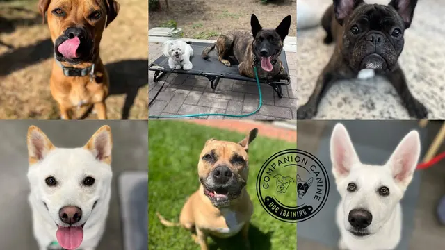 Companion Canine Dog Training — photo from the business 1