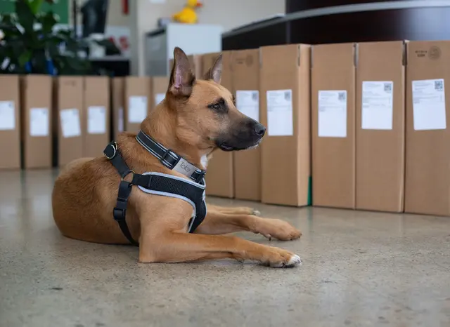 Customer photo of work by Companion Canine Dog Training, from Mike Frey's review