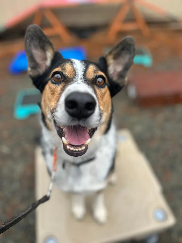 Companion Canine Dog Training — customer photo 5