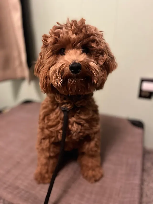 Companion Canine Dog Training — photo from the business 6