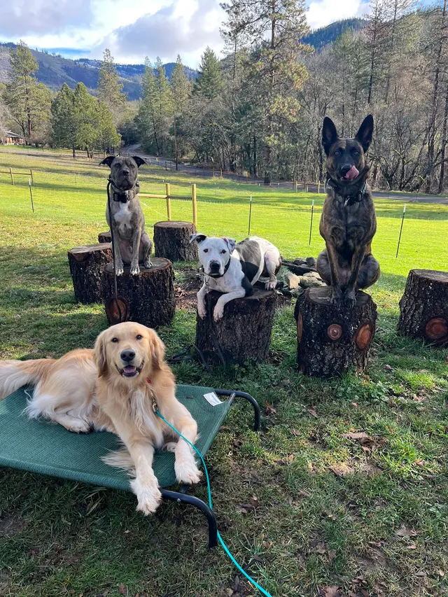 Companion Canine Dog Training — photo from the business 2