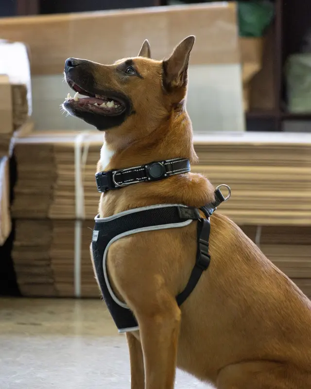 Customer photo of work by Companion Canine Dog Training, from Mike Frey's review