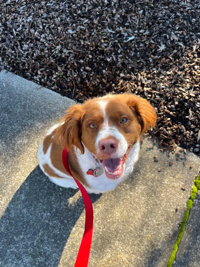 Companion Canine Dog Training — photo from the business 7