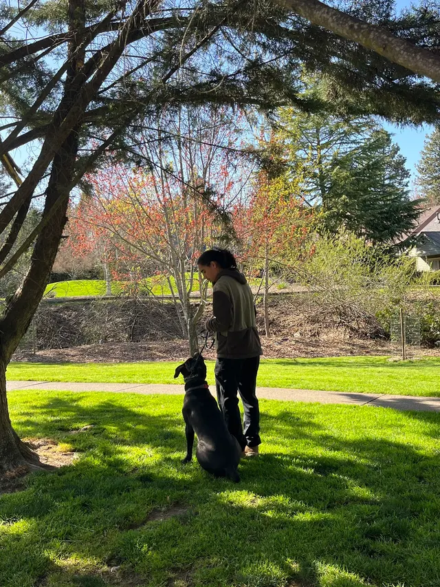 Companion Canine Dog Training — photo from the business 11