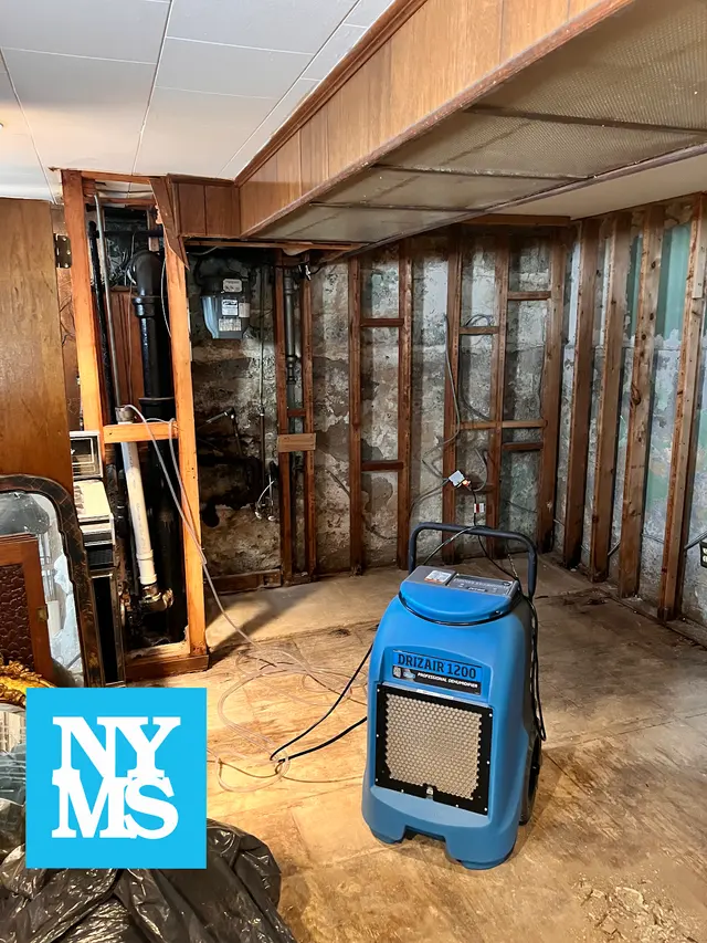 New York Mold Specialist — photo from the business 10