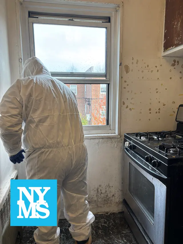New York Mold Specialist — photo from the business 9
